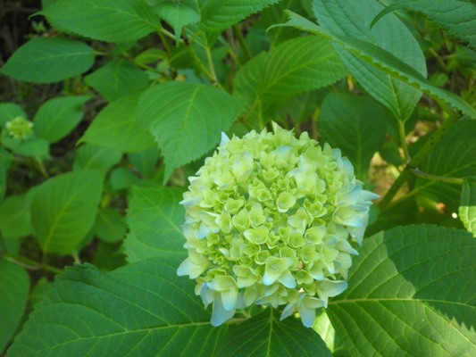 a1kin270608