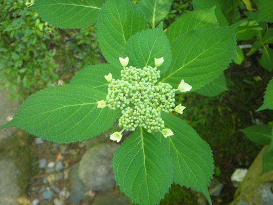 a2kin270608