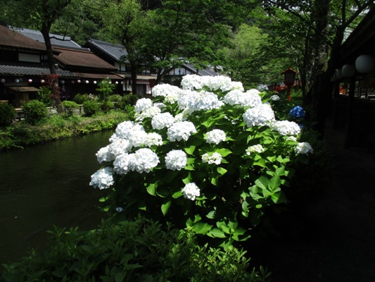 a4300629