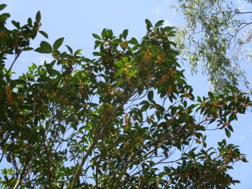 ai3290925