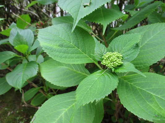 aji010607