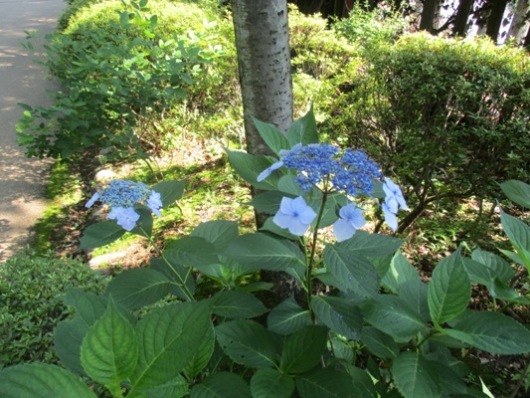 aji10290709