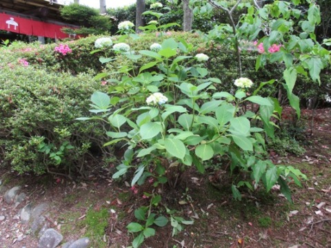 aji11290618