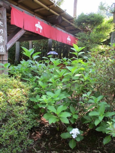 aji19290709