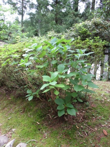aji2010607