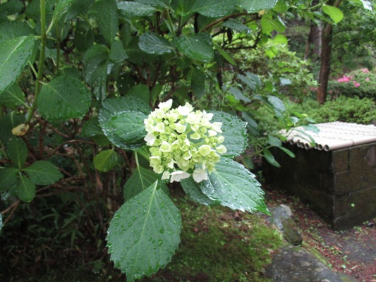 aji2010616