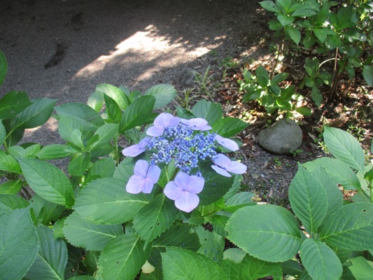 aji20290709