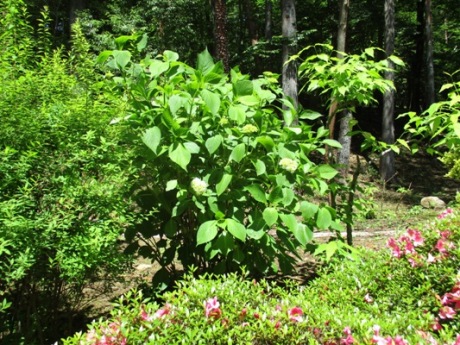 aji2290611