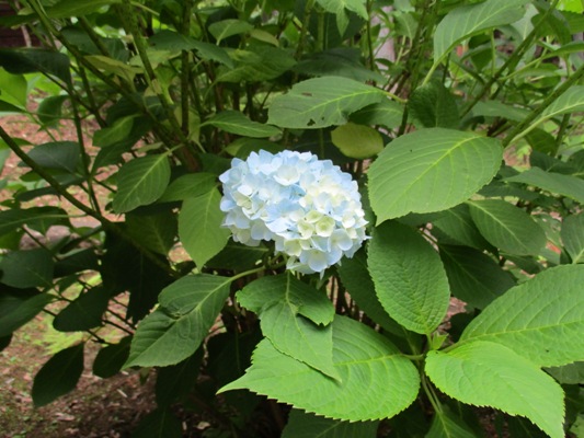 aji3290618