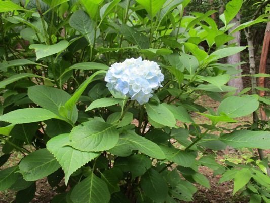aji4290618