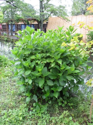 aji5300620
