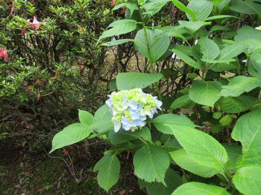 aji6290618