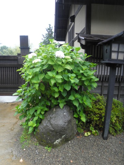 aji7280623