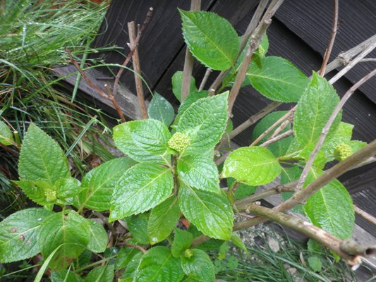aji9280517