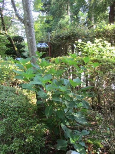 aji9290709