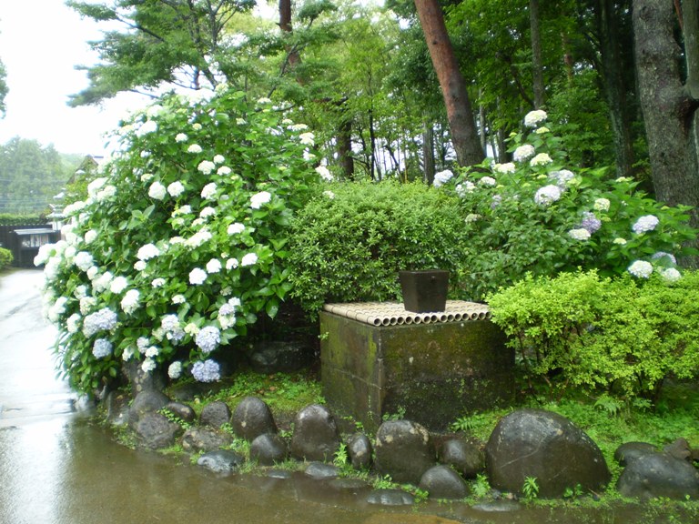 ajisai22630