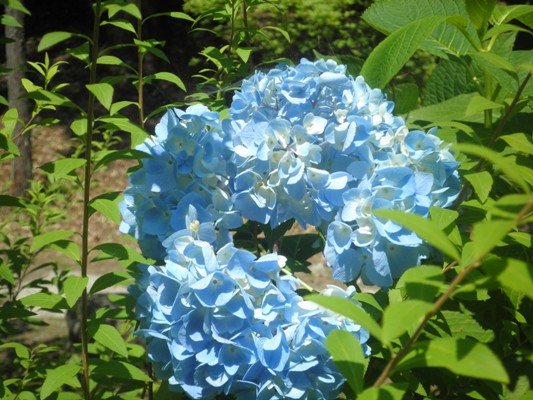 ajisankin270615
