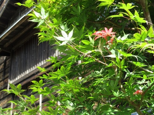 aki011005