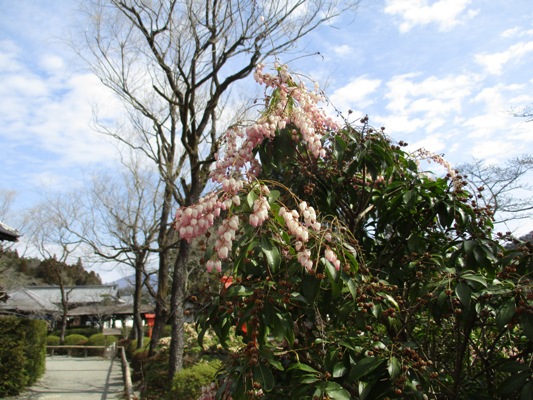 ase3300322
