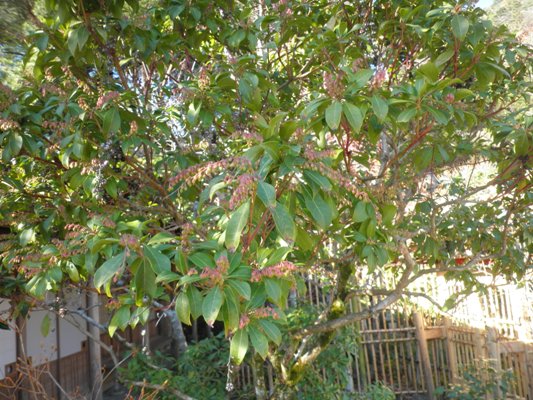 ase5281207