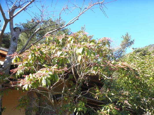 asebi3281207