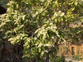 asebi6290401