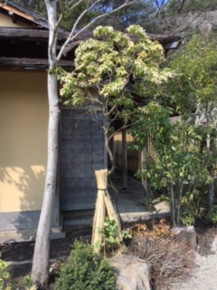 asibi7290401