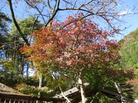 cha8011117
