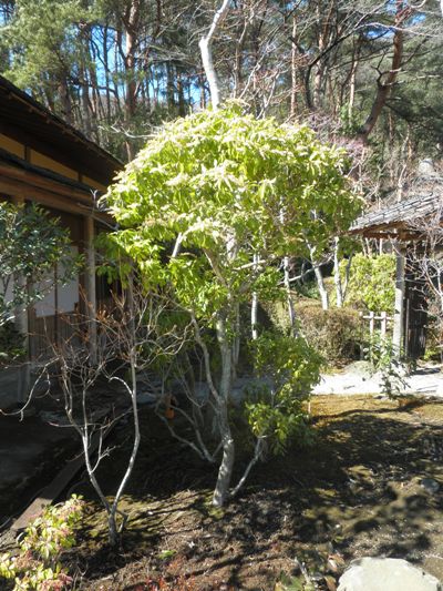 chadaien270312