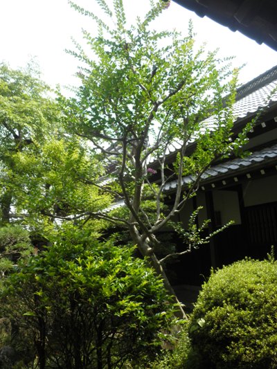 chsaen260805