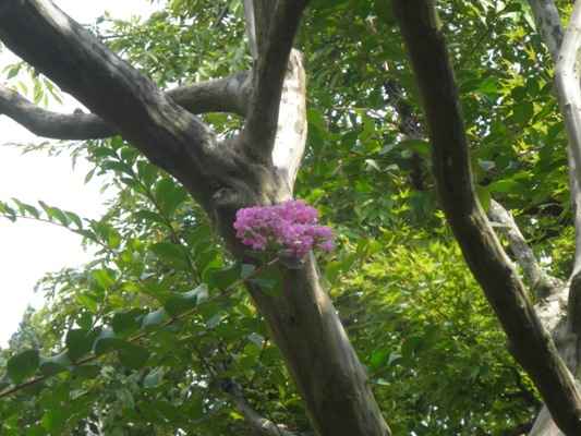 chsaki260805