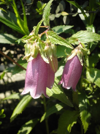 edomukin270618