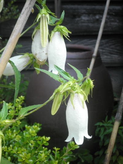 edosikin270618