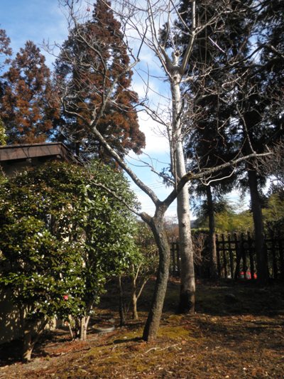 enosogai270224