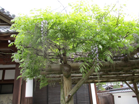fuji3290507