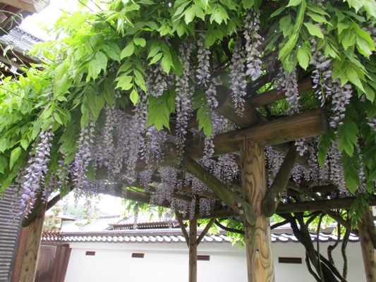 fuji4290515