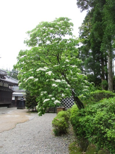 ga6010606
