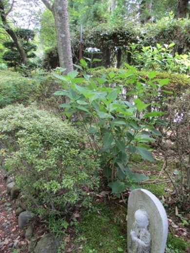 gaku2290626