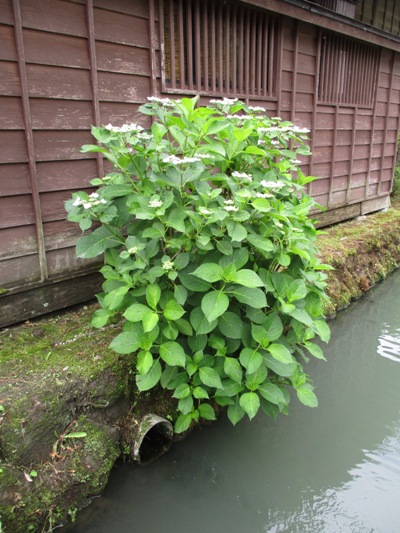 gaku3010629