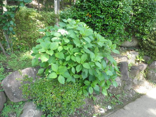 gakunaka270713