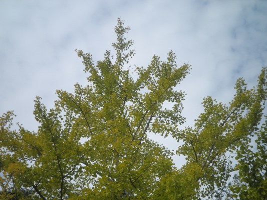 guu3281026