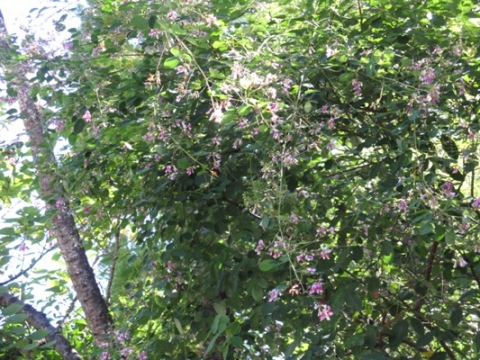 ha5010923