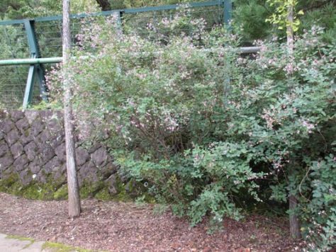 ha8300927