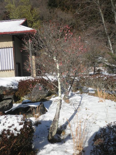 haen270216