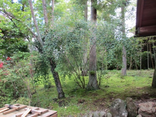 hagi12908