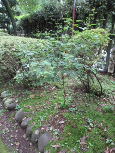 hagi2290806