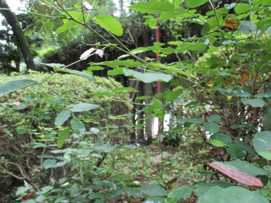 hagi3290806
