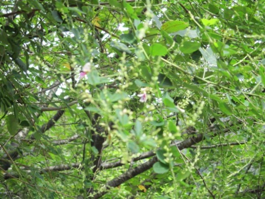 hagi3290829