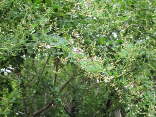hagi3290904