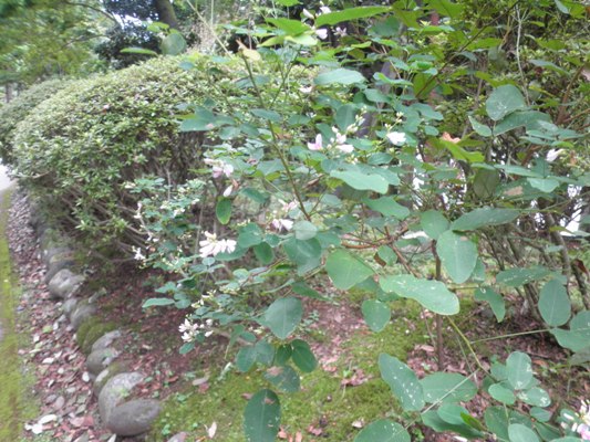 hagika280914